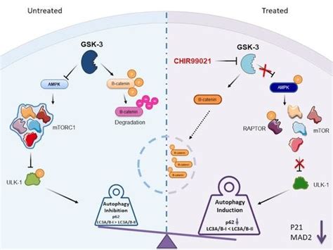 IJMS Free Full Text CHIR99021 trough GSK 3β Targeting Reduces