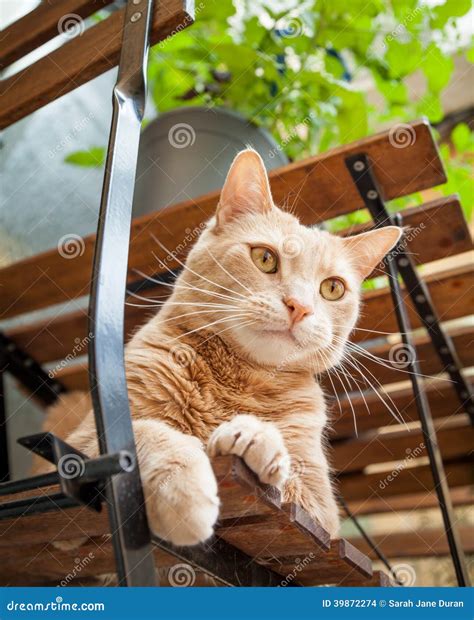 Light Ginger Tabby Cat Sitting On Chair Outside Under Table Stock Photo