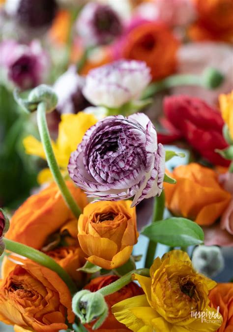 How To Arrange Ranunculus Step By Step Guide