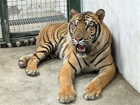 高雄壽山動物園10月開園迎新！六福村非洲獅、孟加拉虎、野牛移居新家 玩咖playing 自由電子報