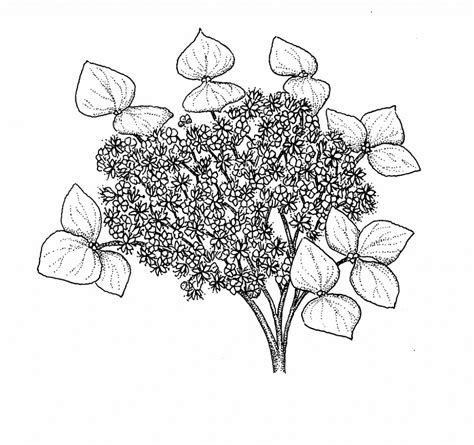 Hydrangea Line Drawing At Getdrawings Free Download