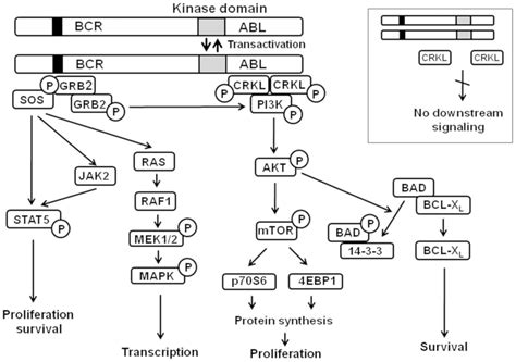 Quantidex Bcr Abl