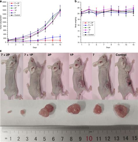 Biological Evaluation Of 7 Inside A Mouse Model In Vivo PDT Study Of 7