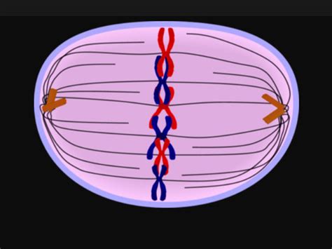 Mitosis Flashcards Quizlet