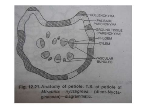 Anatomy of petiole