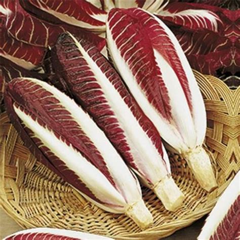 Chicory Rossa Di Treviso 1 Gram 700 Seeds Cichorium Etsy