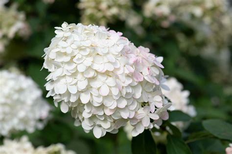 Tree Hydrangea Panicle Hydrangea Plant Care And Growing Guide