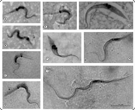 Representative Forms From Axenic Cultures Of Trypanosoma Cruzi And