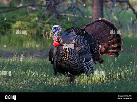 Eastern Wild Turkey Male Meleagris Gallopavo In Full Strutting