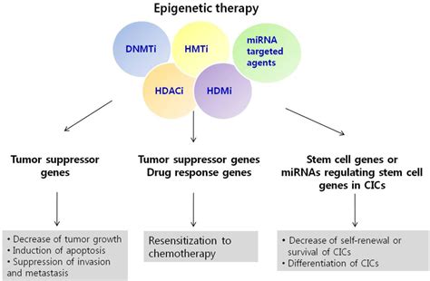 IJMS | Free Full-Text | Epigenetic Regulation of Cancer-Associated ...