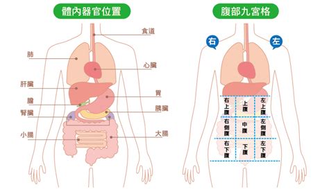 腹痛找不到原因？根據不同部位找出肚子痛的原因 輝雄診所｜最優質健康把關專家