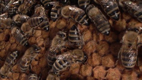 Honey Bee Brood Honeycomb Brood Care The Birth Of A Bee Worker Bee Emerging From Cell Stock