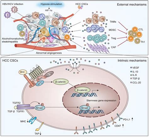 Immunotherapy For Targeting Cancer Stem Cells In Hepatocellular Carcinoma