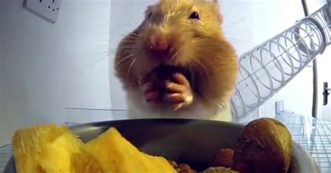 How Hamsters Fit Food In Their Cheeks Via Xray Time