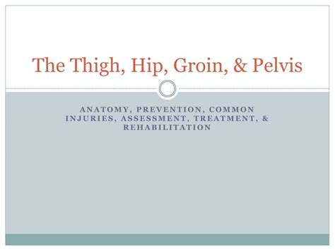 Ppt The Thigh Hip Groin Pelvis Powerpoint Presentation Free