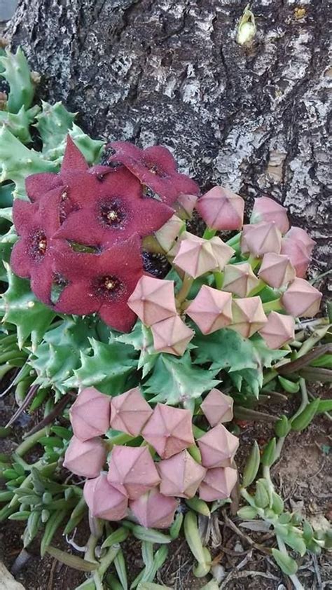 Orbea Melanantha Amazing Purple Caralluma Stapelia Very Rare