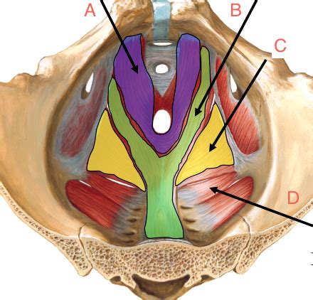 Pelvic Floor Flashcards Quizlet