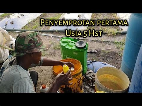 Penyemprotan Cabe Ke 1 Prio Makmur Petani Muda Sukses Cara