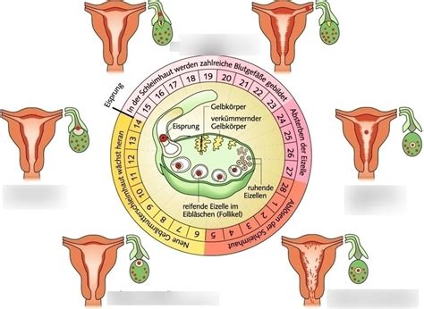 Der Menstruationszyklus Diagram Quizlet