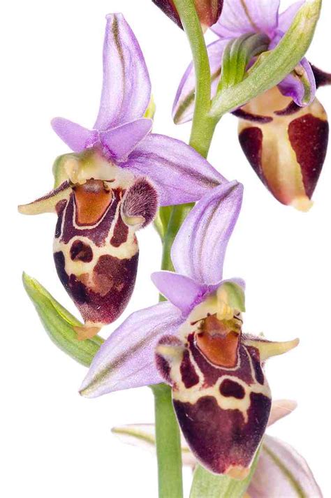occ ophrys heldreichii