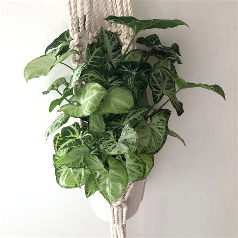 Beautiful Leaves 10 Beautiful House Plants That Are Easy To Find At