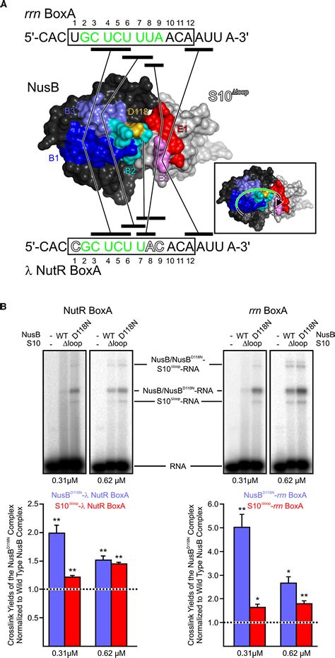 Structural And Functional Analysis Of The E Coli NusB S10