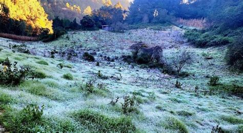 Heladas Ponen En Riesgo Cultivos De Haba Frijol Y Otras Legumbres En