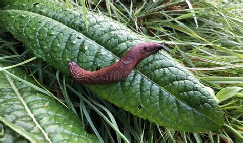 Brown Slug On A Green Leave In The Grass Stock Image Image Of Brown
