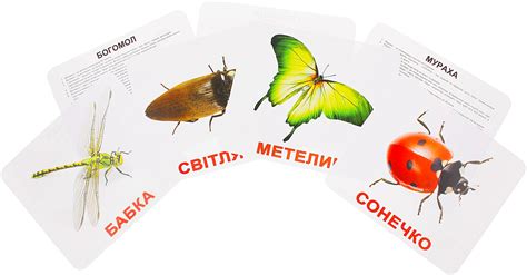 Карточки домана насекомые картинки для печати - Фото подборки