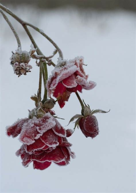 Pin By Lily On My Flowers Flowers Photography Winter Flowers Winter