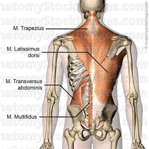 Anatomy Stock Images Torso