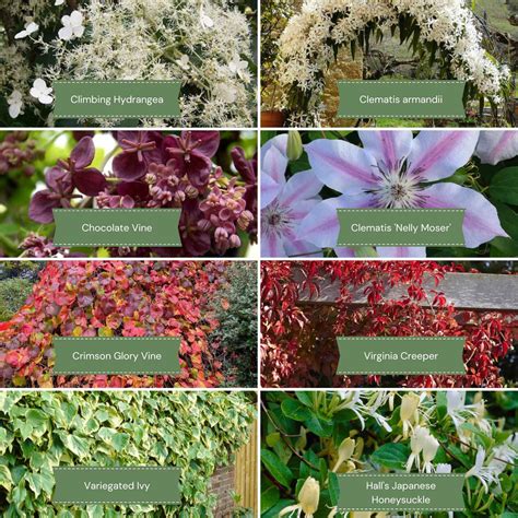 Shade-Loving Climbers Collection | Best Climbing Plants for Shade
