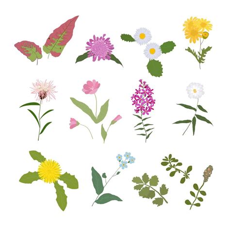 Wild Flowers And Herbaceous Flowering Plants Vector Collection 9395228