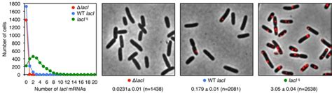 single molecule fish smfish  characterize laci mrna copy number