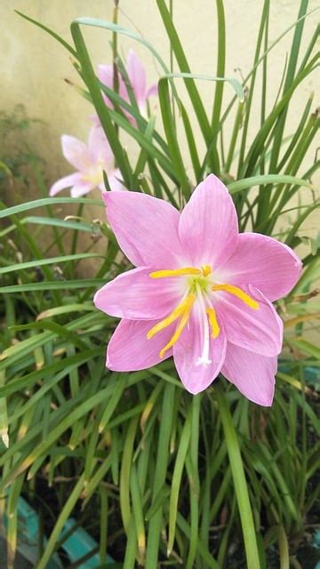 Flawer Nature Beuty Free Photo On Pixabay Pixabay