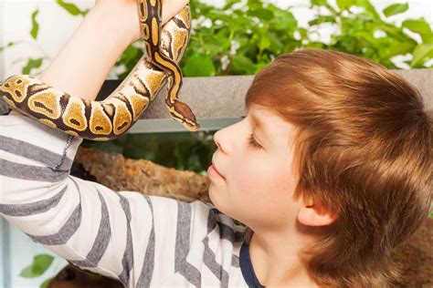 Do Snakes Like Being Pet Asking List