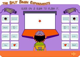 PsychologyStudy: Sperry and Gazzaniga: The Split Brain Study