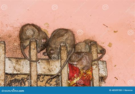 Rato No Templo De Karni Mata Foto De Stock Imagem De Olho Feriados