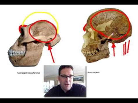 Skullcast: comparison of hominin skulls - YouTube