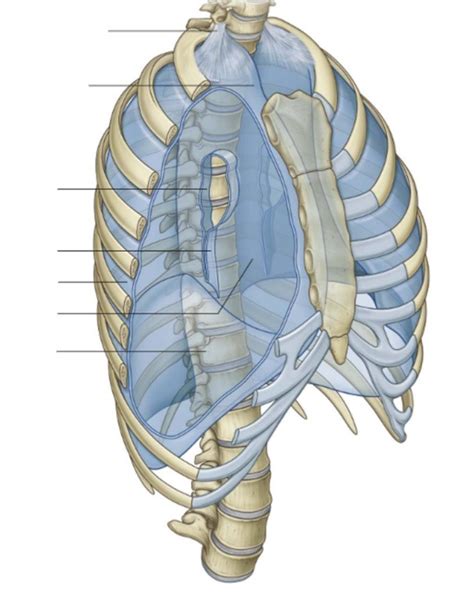 Unit Pt Pleura And Mediastinum Diagram Quizlet