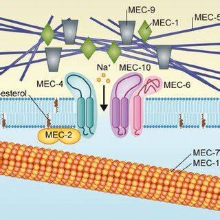 Touch Receptors In Mammalian Skin Touch Sensitive Afferents That