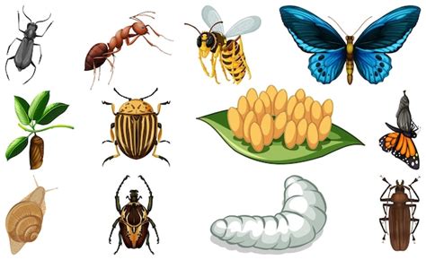 Colecci N De Diferentes Tipos De Insectos Vector Premium