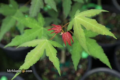 Buy Acer Palmatum Mystic Jewel Japanese Maple — Mr Maple │ Buy