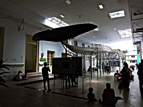 Tour De Museum Part 9 Museum Zoology Bogor