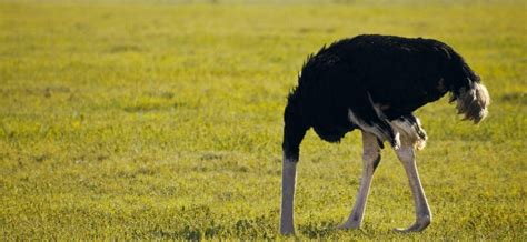 Pourquoi L Autruche Met Elle Sa T Te Dans Le Sable