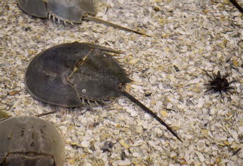 Horseshoe Crab Stock Photos, Images and Backgrounds for Free Download
