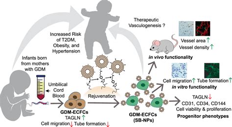 Schematic Representation Of The Cell Surface Conjugation Strategy And