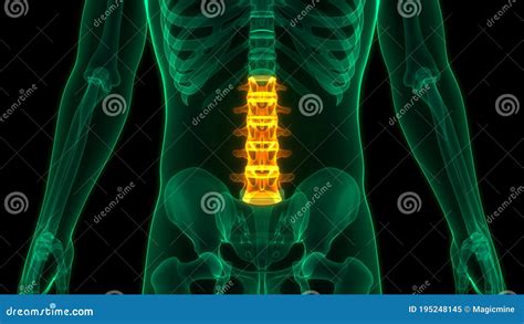 Wervelkolom Lumbale Wervelkolom Anatomie Van Het Menselijk