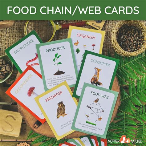 Food Chain Cards Food Web Cards Food Chain Explain Cards Food Web