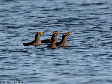 Salt And Pepper Seabird Spectacle Abc Birding